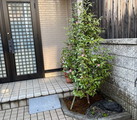 京都市伏見区向島　M様邸　伐根　シンボルツリー植栽サムネイル