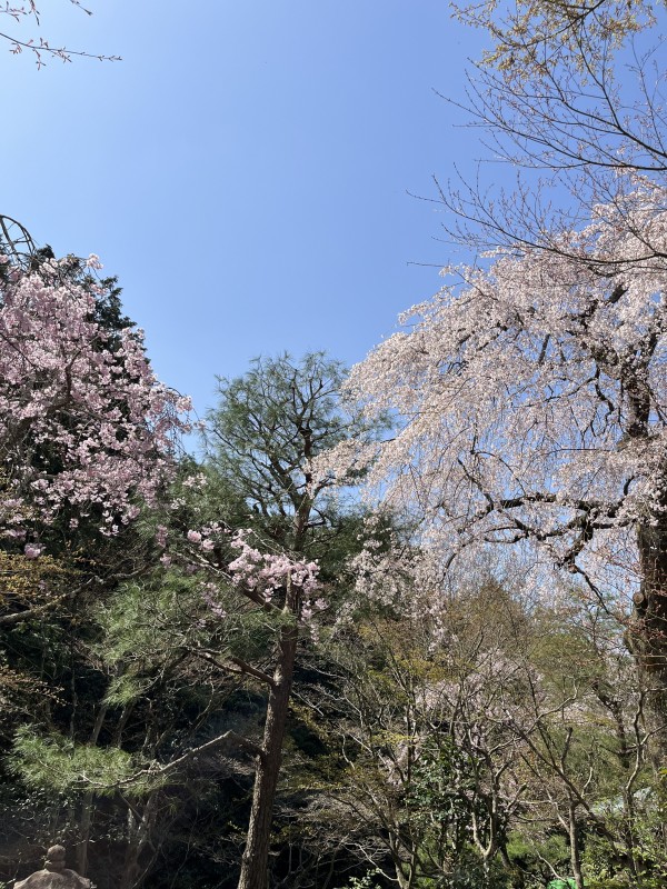京都府山科区で松の剪定をさせていただきました。サムネイル