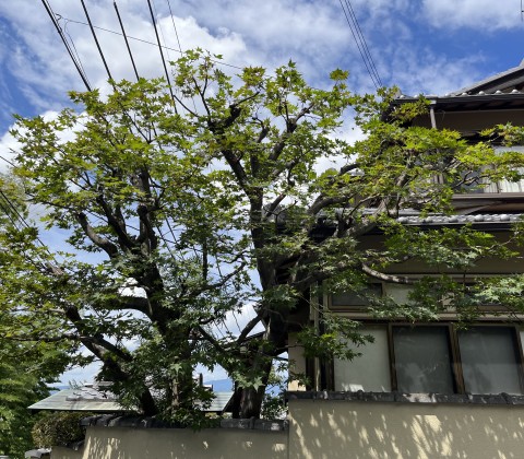 京都府京都市伏見区深草でモミジの剪定をさせていただきました。サムネイル