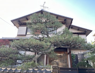 京都府宇治市で松の剪定とお庭の手入れをさせていただきました。サムネイル