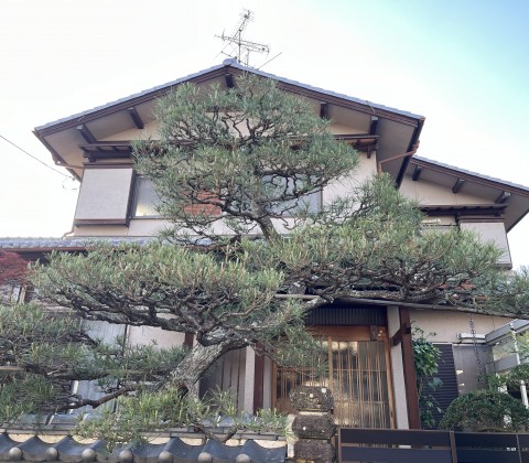 京都府宇治市で松の剪定とお庭の手入れをさせていただきました。サムネイル